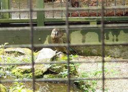 Kea