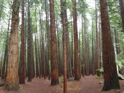 Redwoods