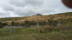 Red Tussock Grass
