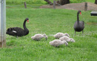 Black swans and cygnets