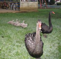 Black swans and cygnets